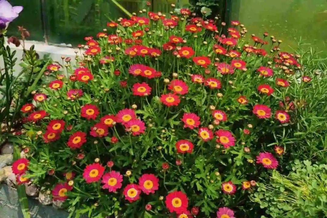 种花|8种花赶紧剃头,剃得越狠,开花越多