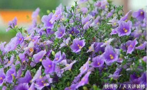此4款花卉，开花又美又香，花量超多，好看又好养