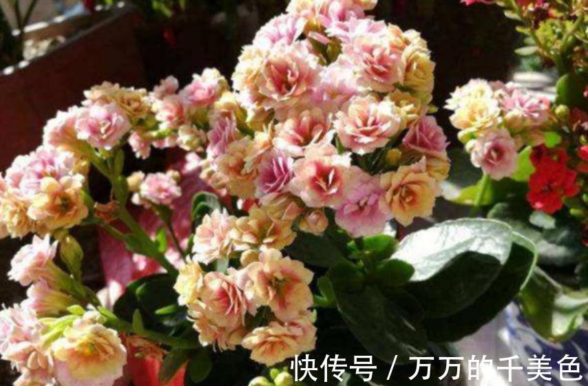 枝条|3种高颜值花卉，8月扦插正当时，生根快冒新芽，喜欢赶紧动手