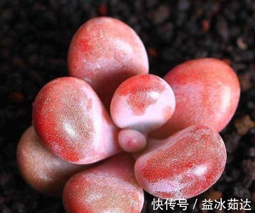 浇水|多肉养成干肉？做好3要素，立马美回来，胖嘟嘟，状态美