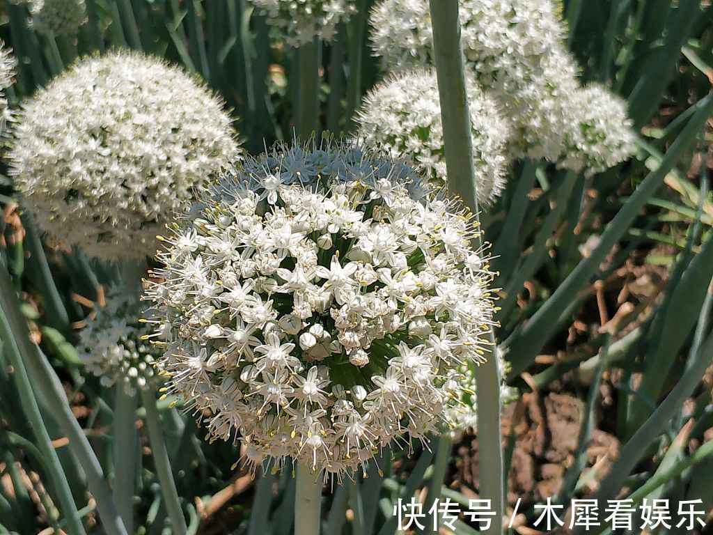 5种杂草有大功效,能治病!医生推荐合理