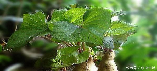 养花|有阳台别只养花，种上这2种菜，老人小孩都抢着吃