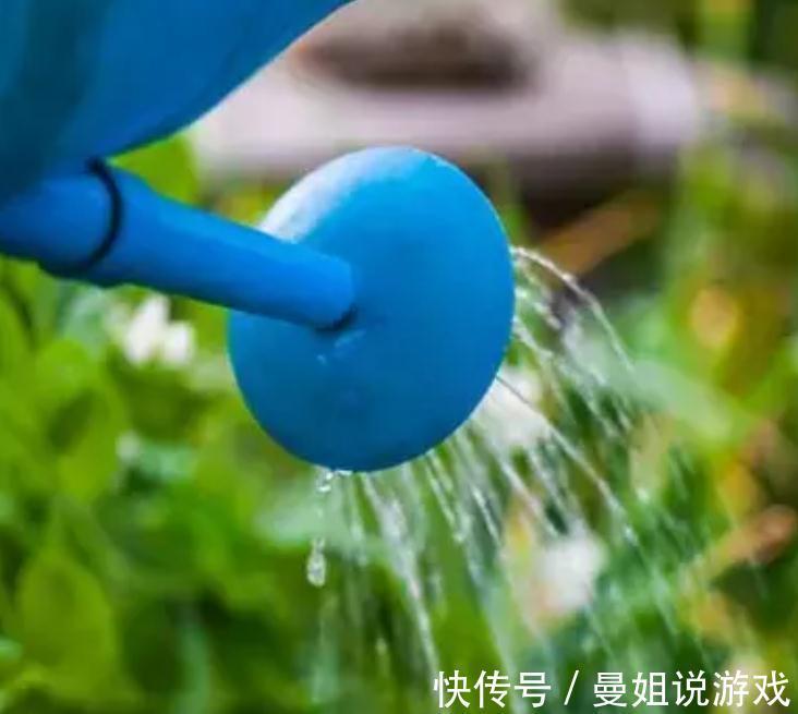 君子兰浇水秘籍奉上,像绿萝一样爆盆疯长