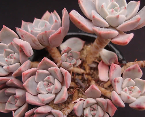 多肉红粉佳人怎么养教你3个盆栽的小妙招,养出最美的红粉佳人