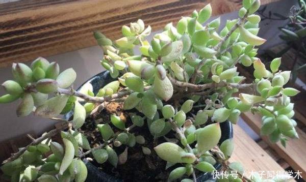 新人肉友慎入的这几款多肉，你了解多少，知道为什么吗？