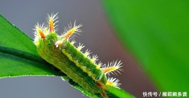 洋辣子蜇人后图片