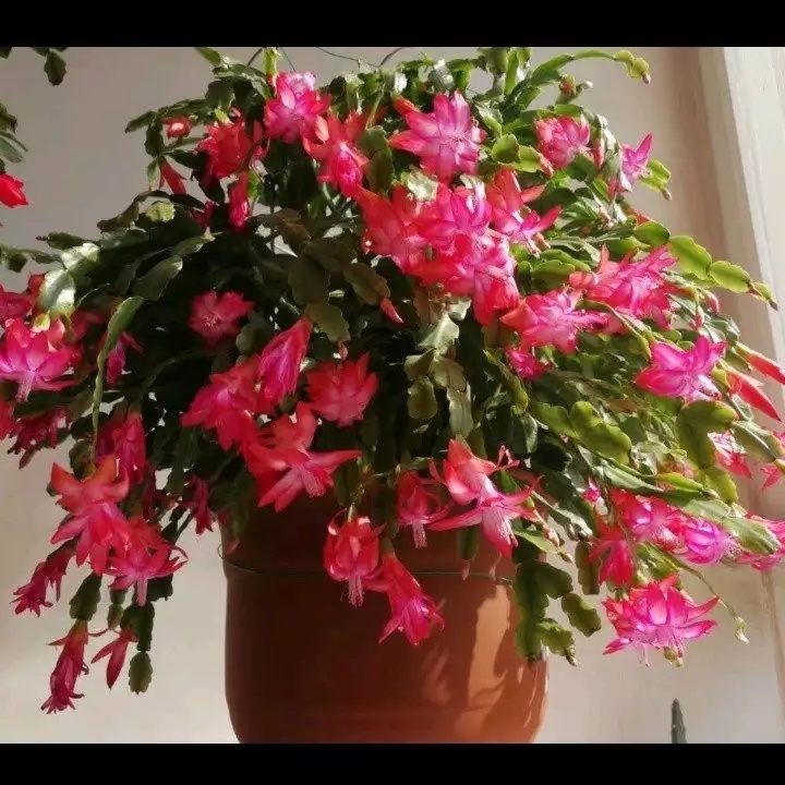 浇水|仙人掌嫁接蟹爪兰,做不到4点,徒劳无功,嫁接一盆坏一盆