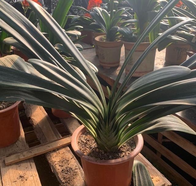 叶子|大爷养君子兰,用核桃仁加核桃皮,君子兰喜油性,长得嗖嗖快