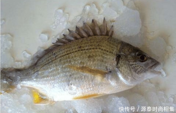 选择|买鱼就选择这5种鱼,刺很少,味道还特别鲜美,是烹饪的好食材!