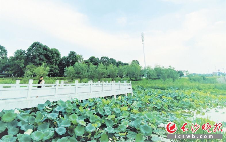 小桥荷影紫龙湖|曾记否，小桥荷影紫龙湖（寻找三秋桂子 十里荷花7）