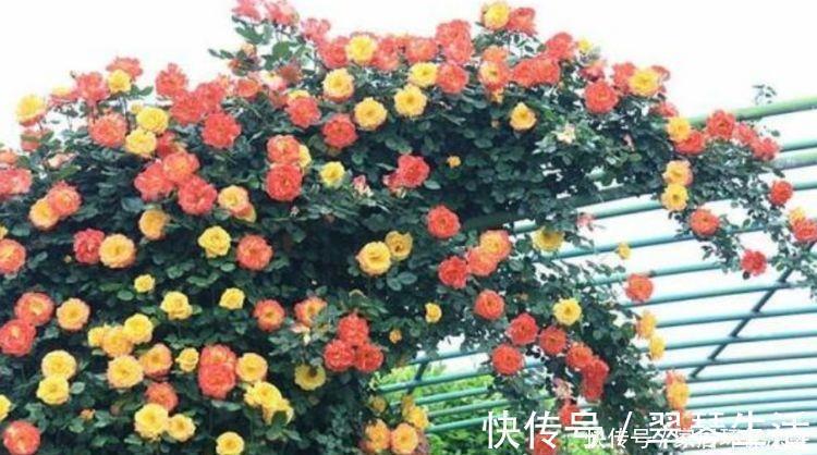 好养|家养这些植物,花期长、花量大,好养又漂亮,你养了吗?