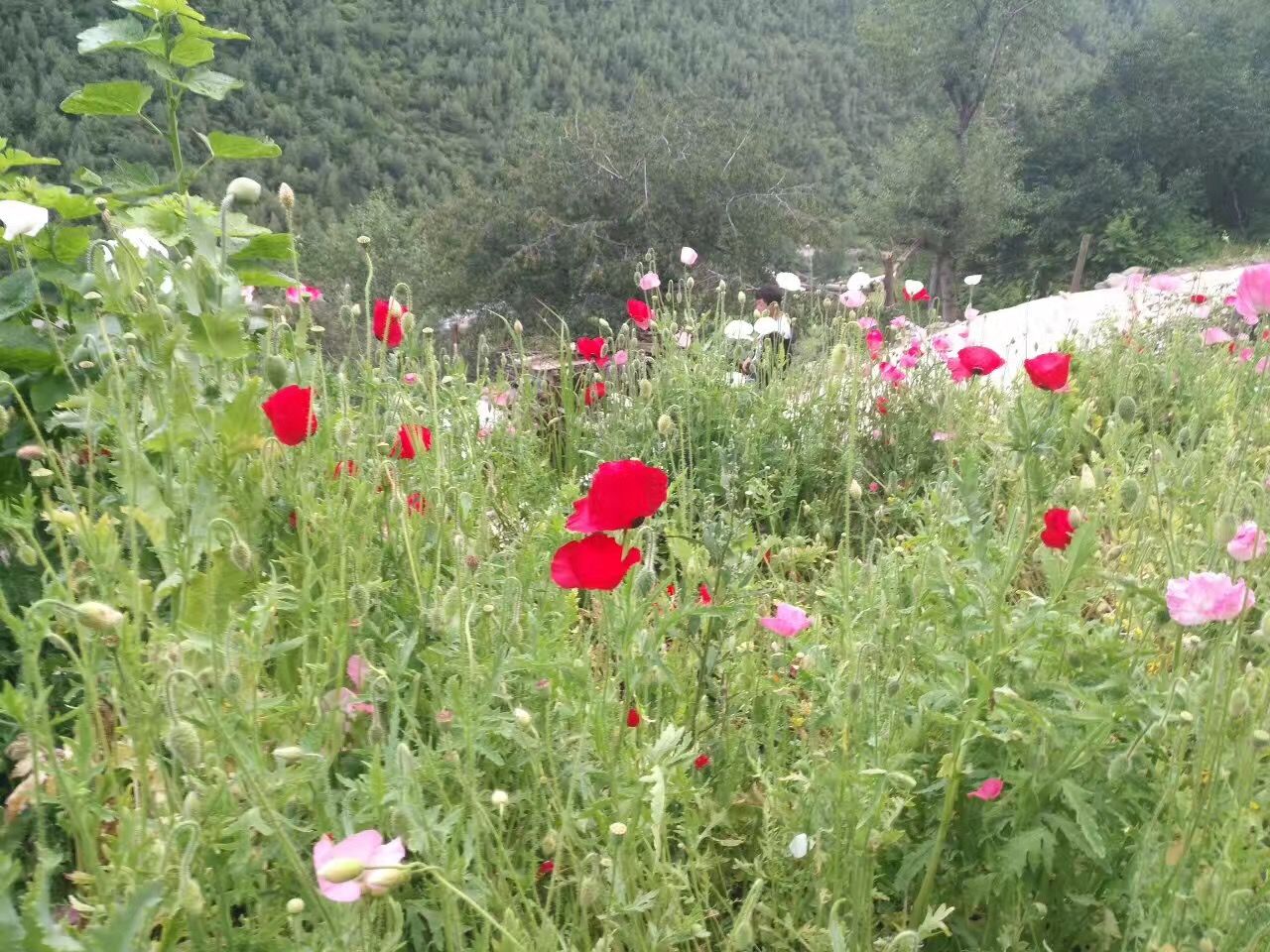 草坪|川西自驾游，美景看不够
