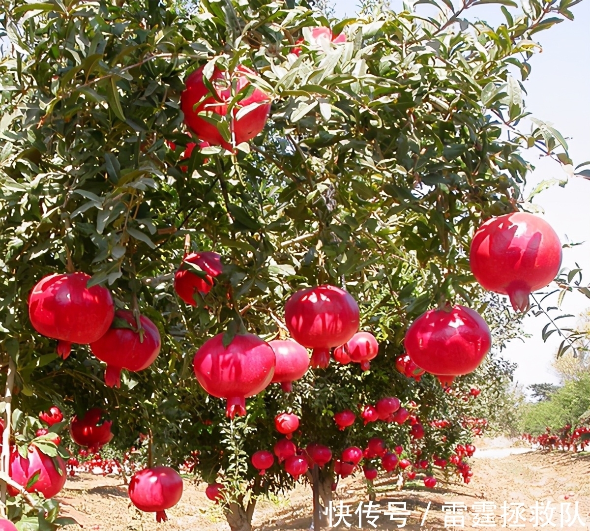 3种“吉利树”，家里种一棵，多福高寿，子孙也受益