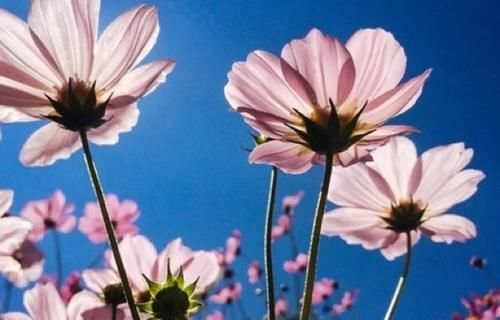 古城下的花海—美如画卷