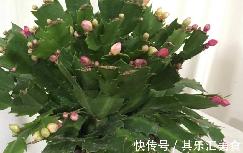 蟹爪兰叶片发黄,都是4个方面造成的,此样预防黄叶很有效