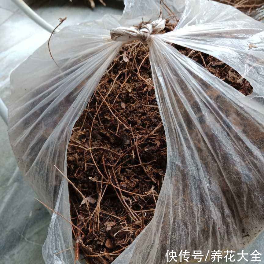 土壤|外面挖的土养花，总是把花养死，主要是3点没注意