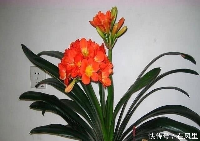 叶子|养花多年才知道的真相，这种花朵不能见光，否则会死得很惨！