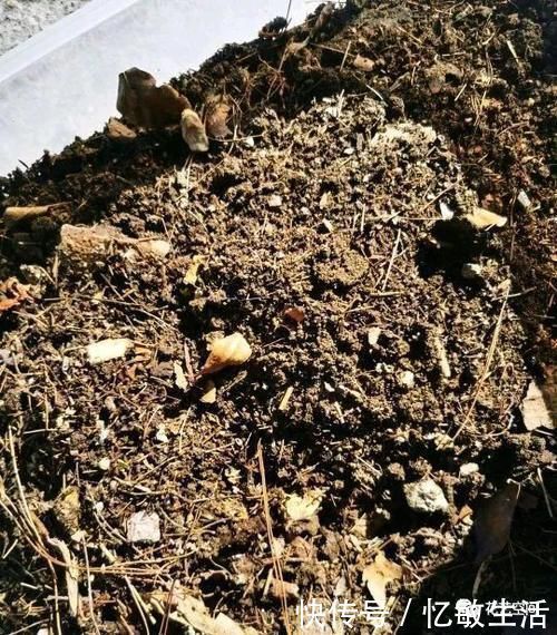 浇水|为什么明明浇水不多，花却还烂根，很多花友都容易忽略这一点！