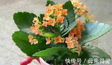 11月养长寿花,教你这2招,30天长满花苞,开成大花球