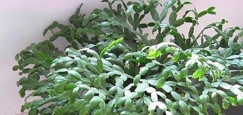 光照|养蟹爪兰做好三点,叶肥根壮,开花爆盆,养不好已成过去