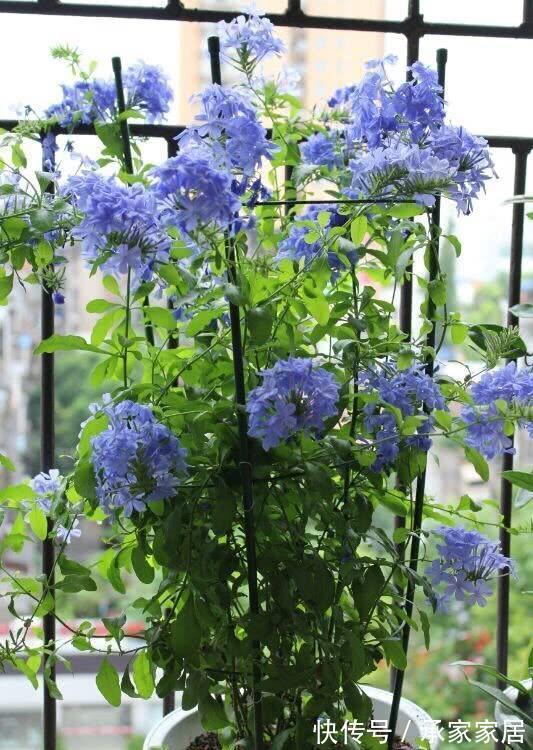 8月中旬,养花首选这5种,爱开花不说,关键是好养