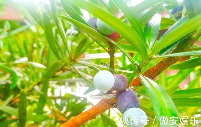 中国传统文化|阳台再小,也能养3种树,小盆就能养,个个都是“传家宝”