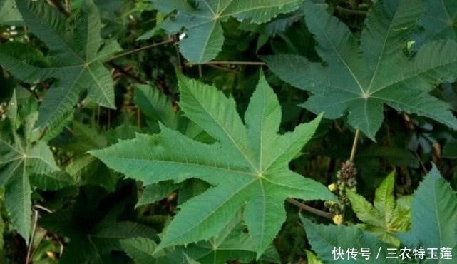 中年|农村这种有毒的植物,种子榨油却能卖上百元一斤,对烫伤很有帮助