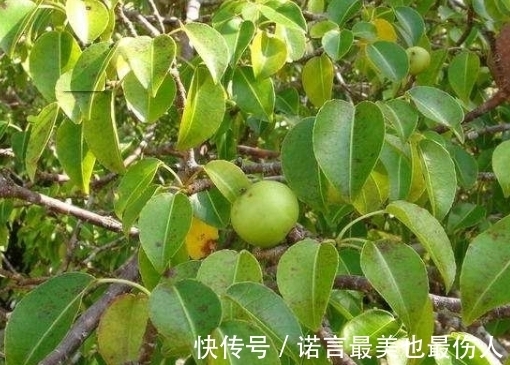 树叶|地球上现存脾气最大的树,不能砍也不能烧,敢动它就要你命