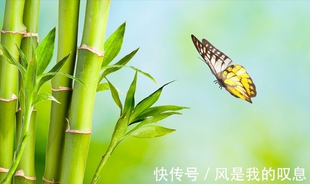 现象|“竹子开花,赶紧搬家”有道理吗?竹子开花到底隐藏了什么秘密?
