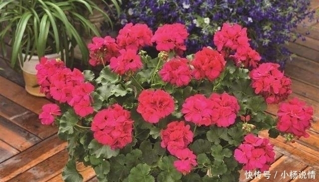 养花|家里养了3种花,一年四季轮着开花,简单好养花量又大