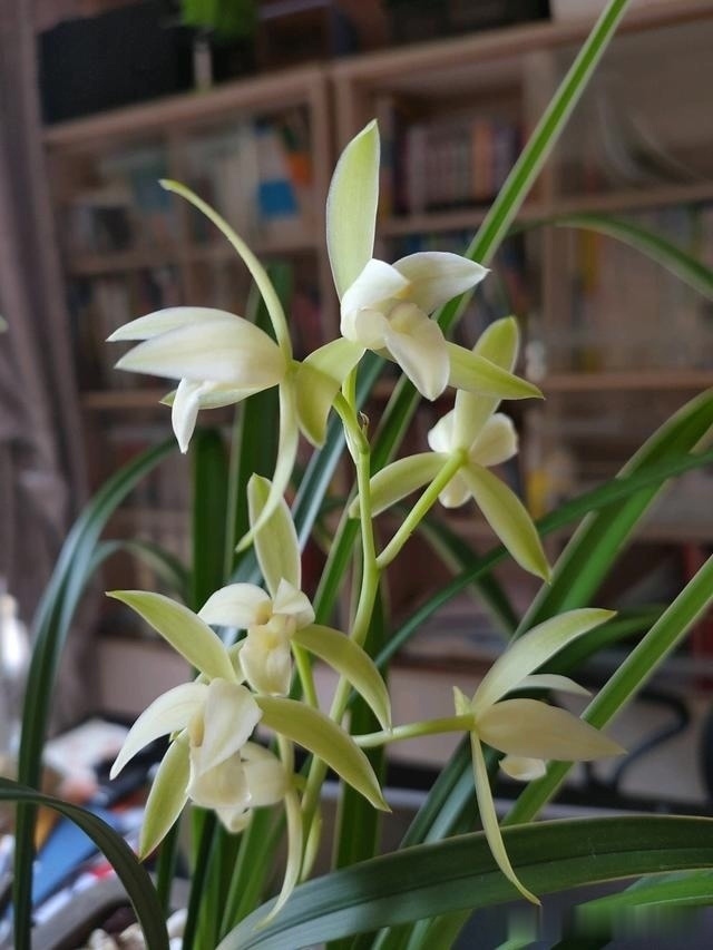 烂根|养兰花,记住2口诀,兰花越长越旺盛,再也不怕养不活