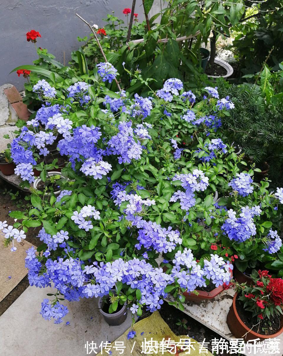 石竹花|7种“省心花”，耐阴、耐旱，不招虫、生病少，还特爱开花