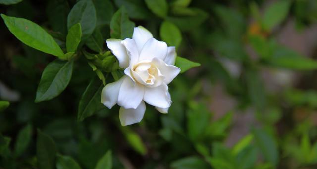 一木|栀子花怎么养？园艺师告诉你，这可能是关于栀子花，最全面的攻略