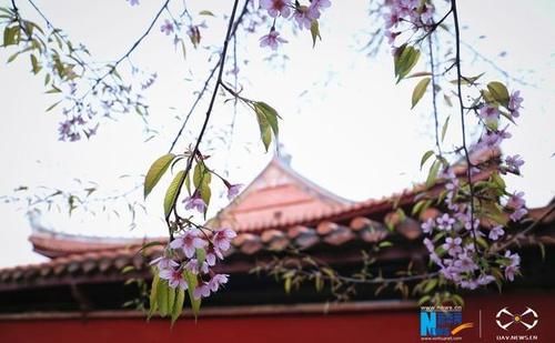 福建泉州：古寺樱花开