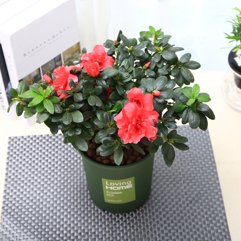 再三提醒不管在哪,要是看见到这种树苗,立马挖走种回家