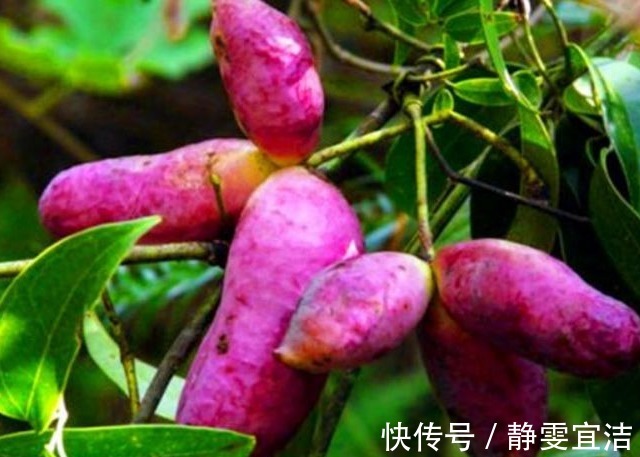 农村|农村山上这五大天然野果,吃过三种我服了,能全部说出名字算你狠