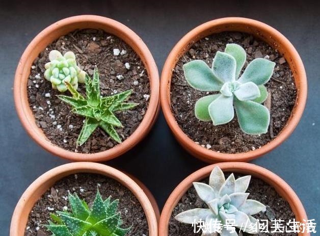 养殖|如何养好“多肉”免费教你一招“多肉”养殖技术！