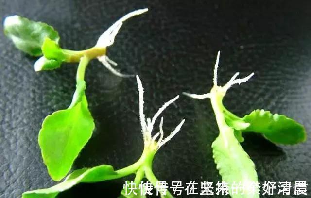 这4种花,剪个枝插水里,10天就生根,当下季节最佳