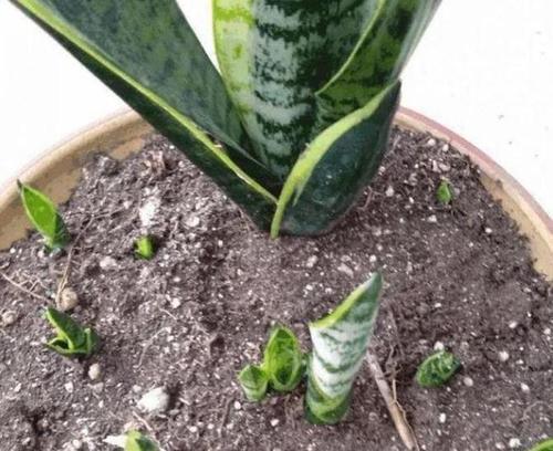 春天养花有“三忌”,及时避开才能枝繁叶茂,绽放层叠群花!