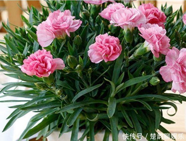适合新手养的几种花,好活易爆盆,开花美长势旺