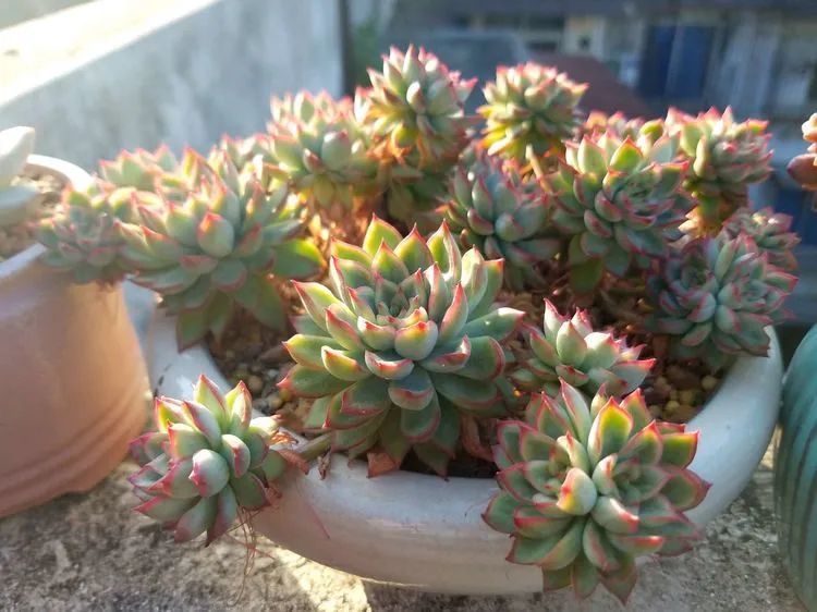 养肉三年,分享养肉经验,谈谈适合逆开挂区的多肉!