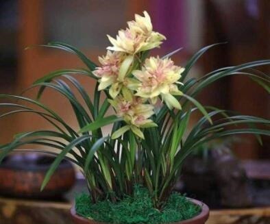 家养兰花要注意这“3大”关键点，才能香气清洌，花开爆盆