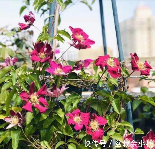 多菌灵|伏天太热了,五种花已经“睡觉”了,建议少水少肥
