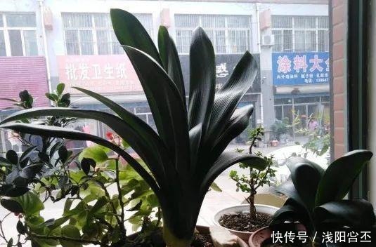 30年的君子兰,长出粗壮大老桩,砍还是不砍!