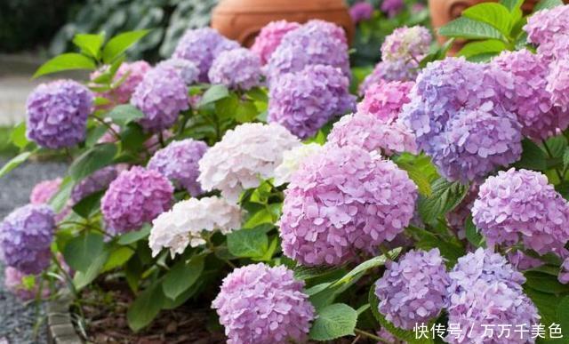  无尽|养绣球花却不会调色？你算是白养了！无尽夏调色攻略