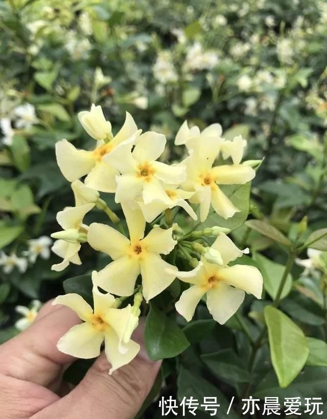  美的|一种极美的藤本植物，喜欢爬墙开茉莉花，名叫风车茉莉不养可惜了