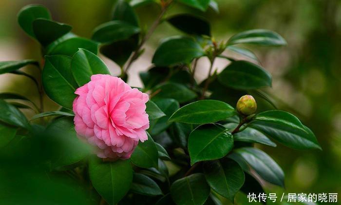 适合|盘点六种适合眼下入手的年宵花