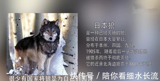 凱多|海賊王1020話，大和惡魔果實為幻獸種大口真神，其實就是本狼