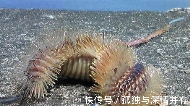 渔民海边钓鱼,钓到一条全身“毛茸茸”的怪虫,这是啥啊?