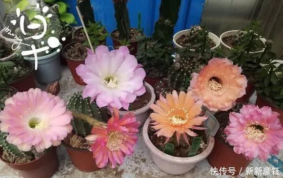  这16种花冬天越浇越死，3个月不管，反而长高个